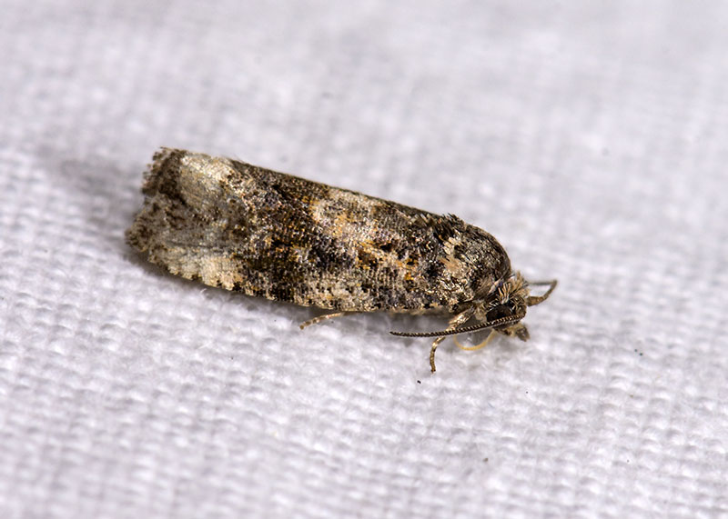 Tortricidae 2 - Endothenia cfr. marginana